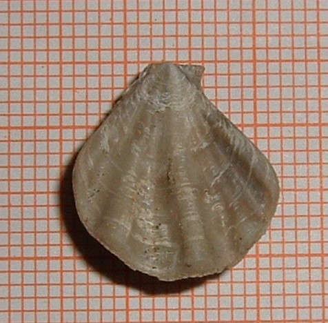 Identificazione pectinidae